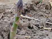 Asparagus Start