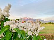 Lilac Bush